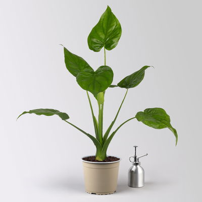 Alocasia 'Cucullata', Topf-Ø 17 cm, Höhe ca. 65 cm, 2 Pflanzen