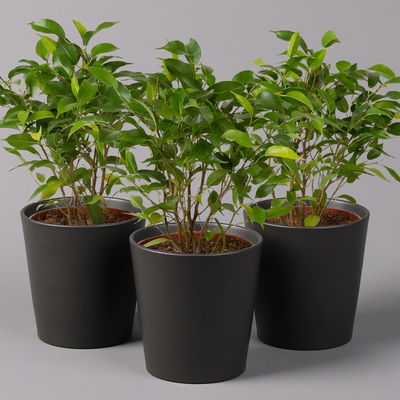 Birkenfeige 'Natasja' in Übertopf anthrazit, Topf 12cmØ, Höhe ca. 25cm, 3er-Set