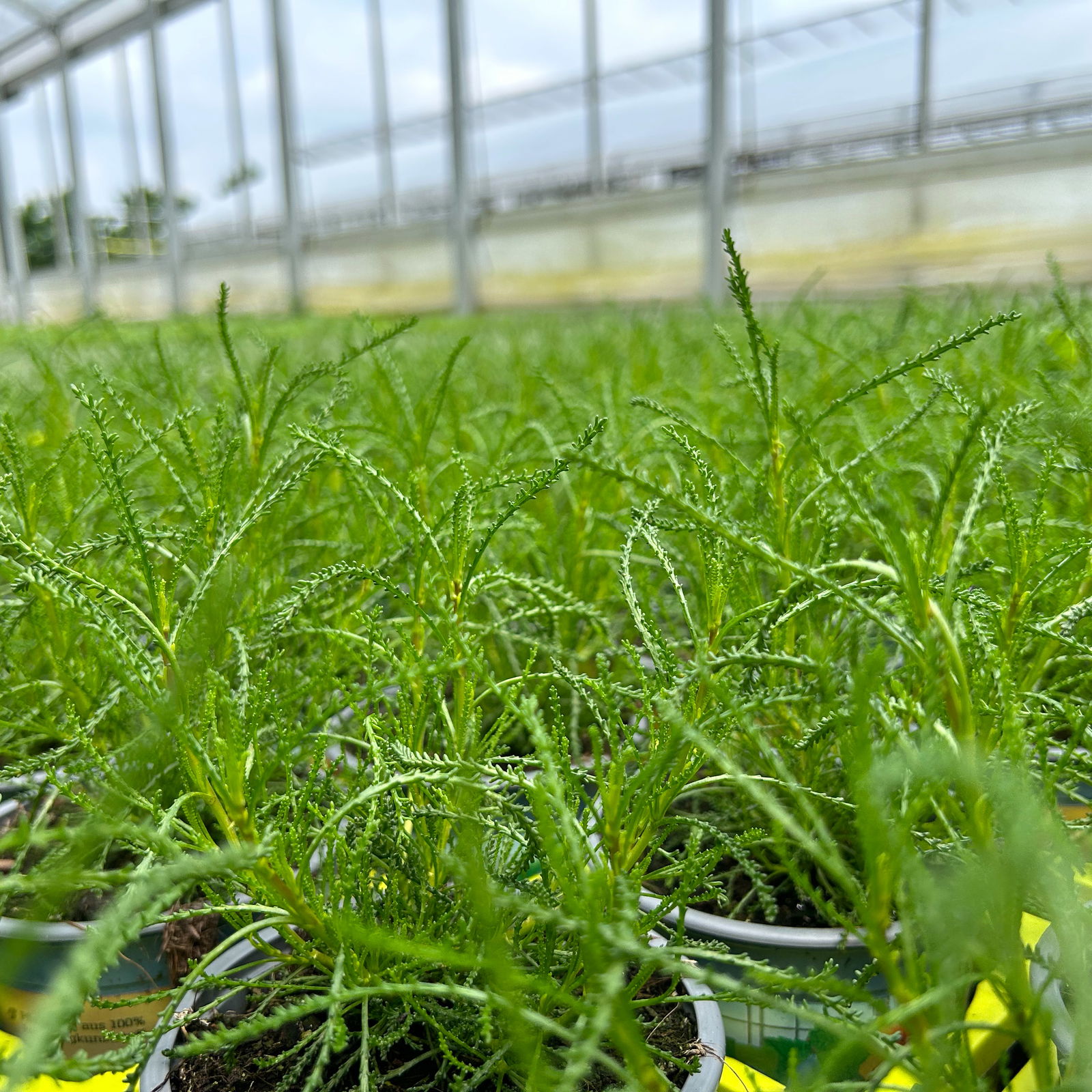Olivenkraut, Kölle Bio, 12cm Topf, frisch aus unserer Bio-Gärtnerei