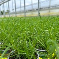 Olivenkraut, Kölle Bio, 12cm Topf, frisch aus unserer Bio-Gärtnerei