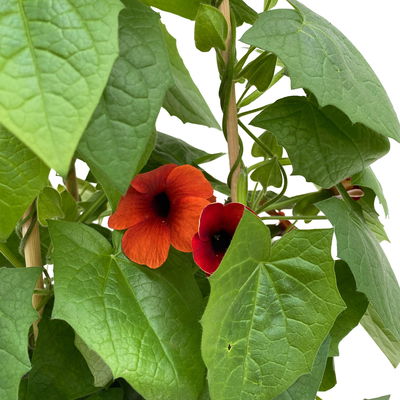 Schwarzäugige Susanne rot, Pyramide, Topf-Ø 17 cm, Höhe ca. 60 cm