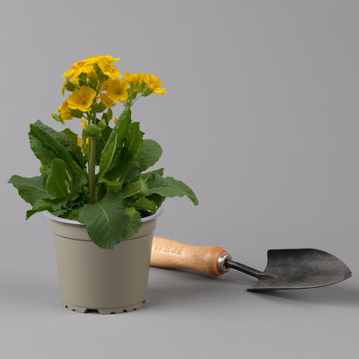 Garten-Schlüsselblume 'Solaris® Gold' goldgelb, Topf-Ø 13 cm, 6er-Set Garten-Schlüsselblume 'Solaris® Gold' goldgelb, Topf-Ø 13 cm, 6er-Set