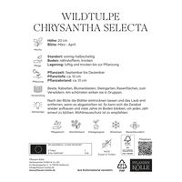 Wildtulpen Chrysantha Selecta orange/gelb, 10 Blumenzwiebeln
