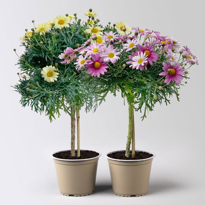 Margerite, Farbe zufällig, Stamm, Topf-Ø 15 cm, 2 Pflanzen