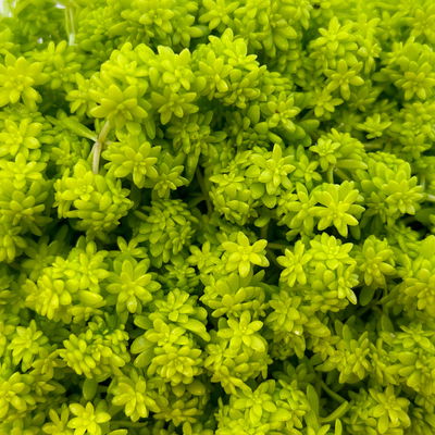 Gelblaubiger Mauerpfeffer 'Aureum' gelb, Topf-Ø 12 cm, 6er-Set Gelblaubiger Mauerpfeffer 'Aureum' gelb, Topf-Ø 12 cm, 6er-Set