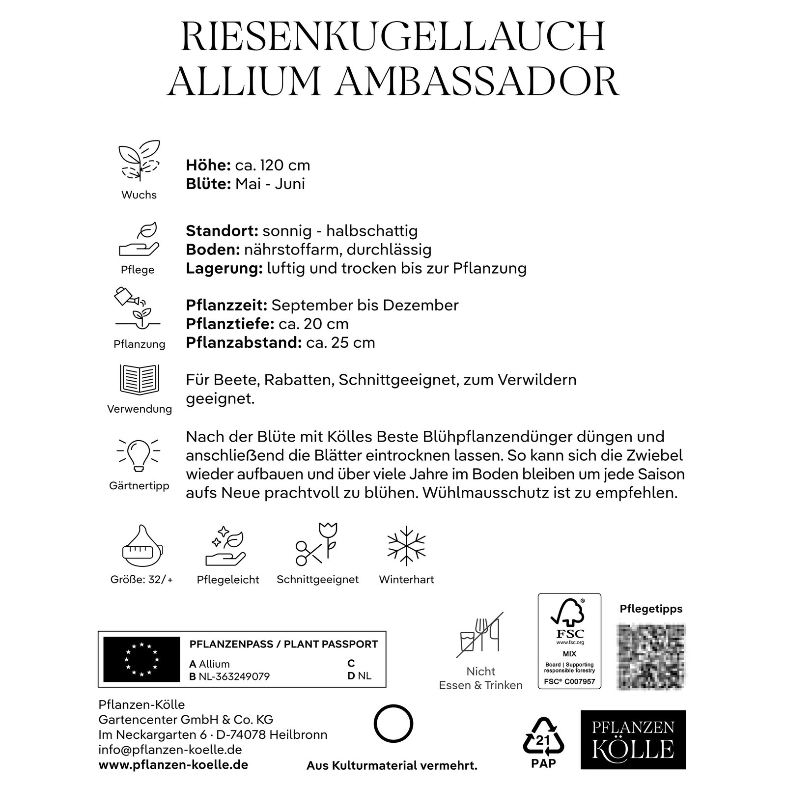 Kölles Beste Riesenkugellauch, Allium 'Ambassador', 1 Blumenzwiebel Kölles Beste Riesenkugellauch, Allium 'Ambassador', 1 Blumenzwiebel