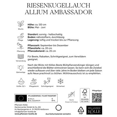 Kölles Beste Riesenkugellauch, Allium 'Ambassador', 1 Blumenzwiebel Kölles Beste Riesenkugellauch, Allium 'Ambassador', 1 Blumenzwiebel