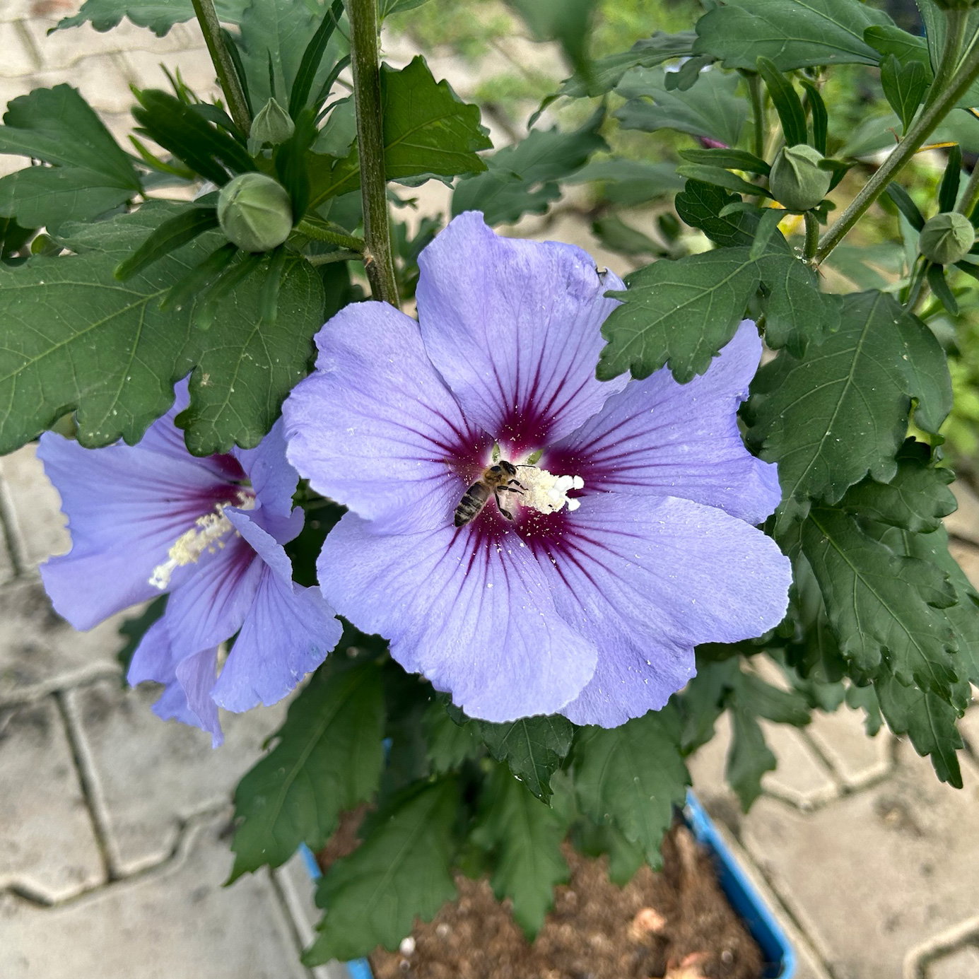 Garten-Hibiskus 'Marina', violettblau, 40 - 60cm hoch, Topf 5 l