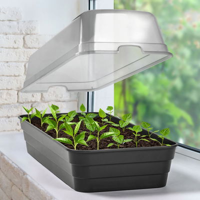 Anzuchtbeet mit Haube, 51 x 23 x H19 cm Anzuchtbeet mit Haube, 51 x 23 x H19 cm