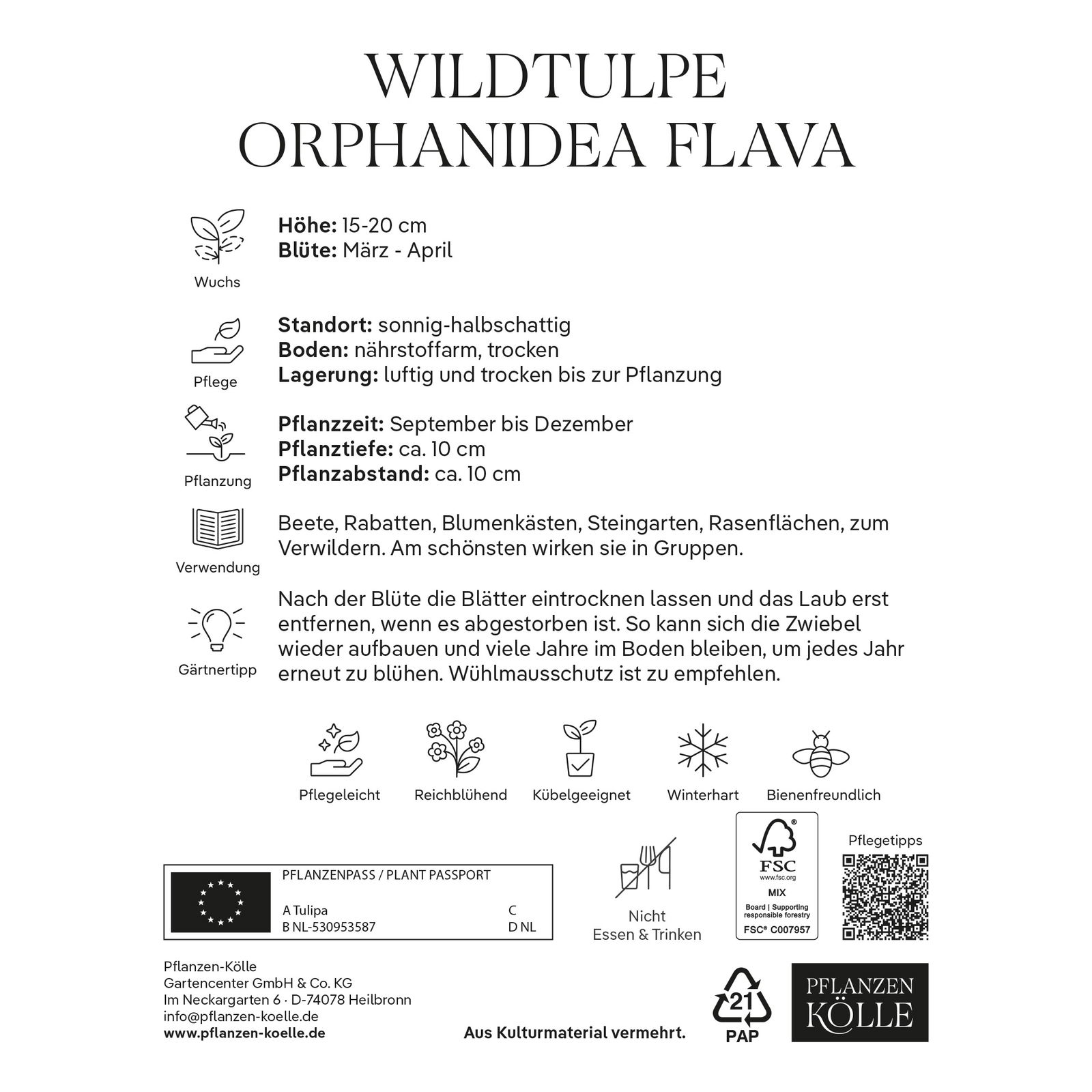 Wildtulpen 'Orphanidea Flava', gelb, 10 Blumenzwiebeln Wildtulpen 'Orphanidea Flava', gelb, 10 Blumenzwiebeln