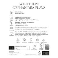 Wildtulpen 'Orphanidea Flava', gelb, 10 Blumenzwiebeln Wildtulpen 'Orphanidea Flava', gelb, 10 Blumenzwiebeln
