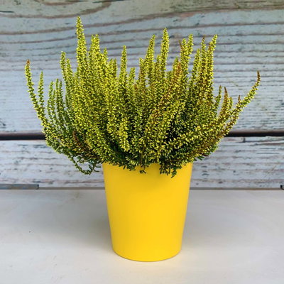 Knospenheide 'Picasso' gefärbt, Farben zufällig, Topf-Ø 12 cm, 6 Pflanzen Knospenheide 'Picasso' gefärbt, Farben zufällig, Topf-Ø 12 cm, 6 Pflanzen