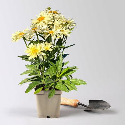 Bio Gelbe Margerite 'Banana Cream', hellgelb, Topf 11x11 cm, 3 Pflanzen Bio Gelbe Margerite 'Banana Cream', hellgelb, Topf 11x11 cm, 3 Pflanzen