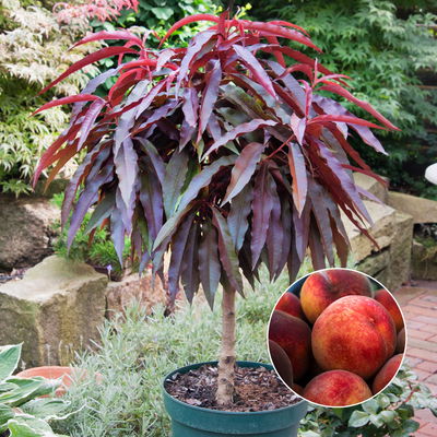 Kölle Bio Rotlaubiger Zwergpfirsich  Kölle Bio Rotlaubiger Zwergpfirsich