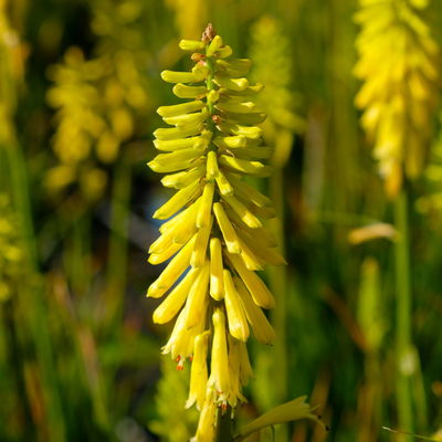Fackellilie, Farbe zufällig, Topf-Ø ca. 19 cm
