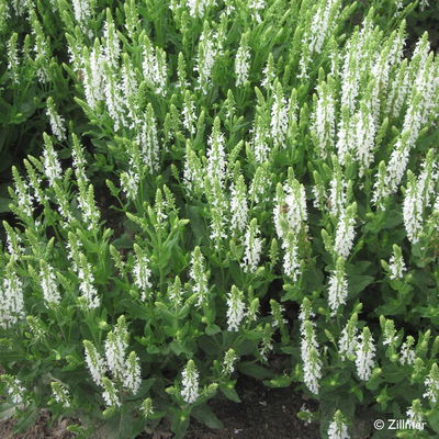 Bio Salvia nemorosa 'Adrian' weiß, Topf 11x11 cm, 3 Pflanzen Bio Salvia nemorosa 'Adrian' weiß, Topf 11x11 cm, 3 Pflanzen