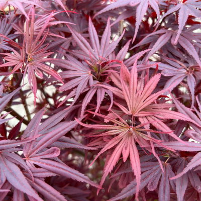 Japanischer Zwergahorn 'Shaina', Höhe 60 - 80 cm, Topf 10 Liter Japanischer Zwergahorn 'Shaina', Höhe 60 - 80 cm, Topf 10 Liter
