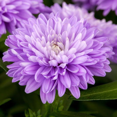 Aster novi-belgii, blau gefüllt, Topf-Ø 12 cm, 6 Pflanzen Aster novi-belgii, blau gefüllt, Topf-Ø 12 cm, 6 Pflanzen