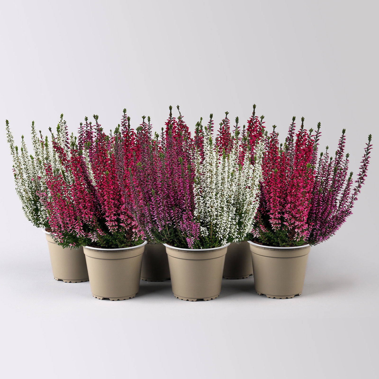 Calluna 'Beauty Ladies® Milca-Trio', lila-rot-weiß, Topf-Ø 11 cm, 6 Pflanzen Calluna 'Beauty Ladies® Milca-Trio', lila-rot-weiß, Topf-Ø 11 cm, 6 Pflanzen