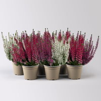 Calluna 'Beauty Ladies® Milca-Trio', lila-rot-weiß, Topf-Ø 11 cm, 6 Pflanzen Calluna 'Beauty Ladies® Milca-Trio', lila-rot-weiß, Topf-Ø 11 cm, 6 Pflanzen