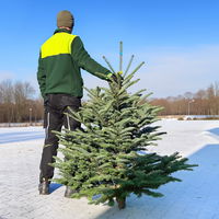 Nobilistanne, Abies procera, Höhe 100-125 cm, geschlagen