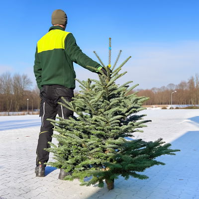 Nobilistanne, Abies procera, Höhe 100-125 cm, geschlagen