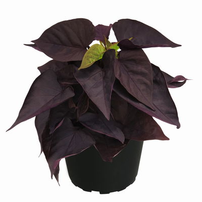 Süßkartoffel, dunkellaubig, Zierform, Topf-Ø 12 cm, 6 Pflanzen