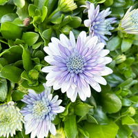 Osteospermum 'Steel Blue' hellblau-blau, gefüllt, Topf-Ø 12 cm, 6 Pflanzen