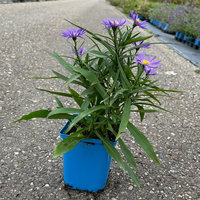 Bio Kissenaster 'Blauer Gletscher', violettblau, Topf 11x11 cm, 3 Pflanzen Bio Kissenaster 'Blauer Gletscher', violettblau, Topf 11x11 cm, 3 Pflanzen