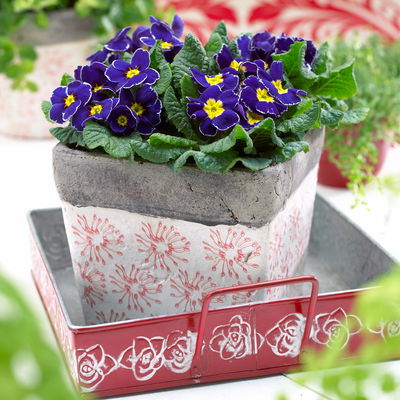 Primel blau, Topf-Ø 10,5 cm, 8 Pflanzen Primel blau, Topf-Ø 10,5 cm, 8 Pflanzen