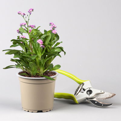 Pflanzenkreation Bunter Frühling, 9 Pflanzen inkl. Erde & Dünger