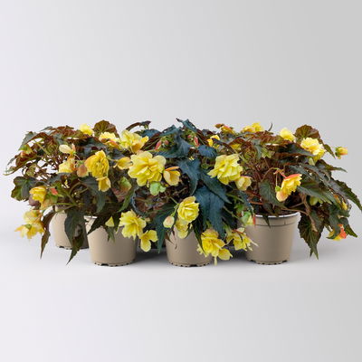 Begonie, halbhängend, Farbe zufällig, Topf-Ø 13 cm, 6 Pflanzen