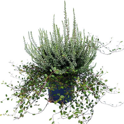 Knospenheide & Mühlenbeckia Duo, weiß, Topf-Ø 13 cm, 6 Pflanzen Knospenheide & Mühlenbeckia Duo, weiß, Topf-Ø 13 cm, 6 Pflanzen