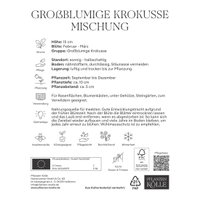 Kölles Beste XXL Großblumige Krokusse Mischung, 10 Blumenzwiebeln Kölles Beste XXL Großblumige Krokusse Mischung, 10 Blumenzwiebeln