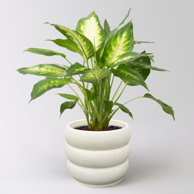Dieffenbachie 'Camilla', Topf-Ø 17cm, inkl. Übertopf Byron