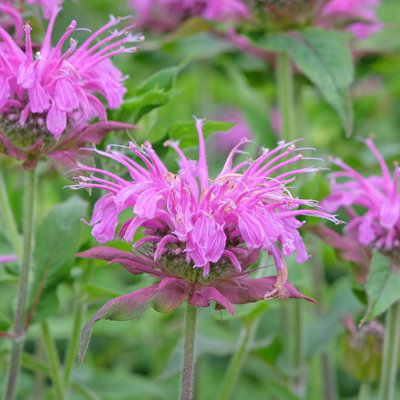 Bio Indianernessel violettrosa, Topf 11x11 cm, 3 Pflanzen