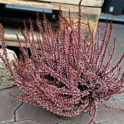 Knospenheide 'Picasso', rot gefärbt, Topf-Ø 12 cm, 6 Pflanzen