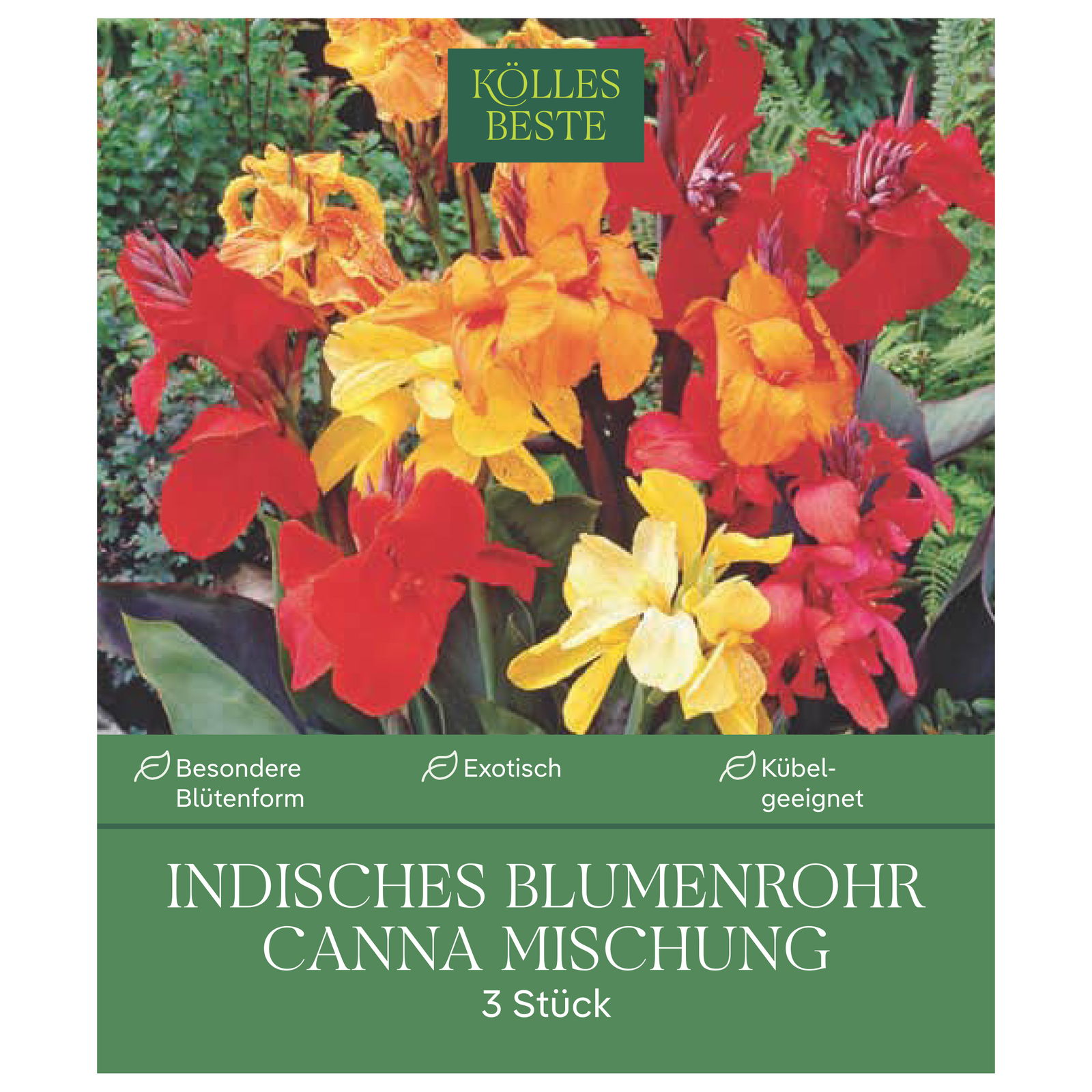 Kölles Beste Mischung Indisches Blumenrohr, rot/gelb/orange, 3 Blumenzwiebeln