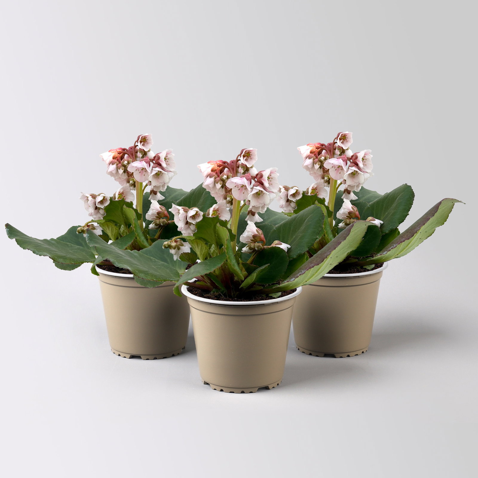 Bio Bergenie 'Harzkristall' rosa-weiß, Topf-Ø 12 cm, 3 Pflanzen