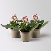 Bio Bergenie 'Harzkristall' rosa-weiß, Topf-Ø 12 cm, 3 Pflanzen Bio Bergenie 'Harzkristall' rosa-weiß, Topf-Ø 12 cm, 3 Pflanzen