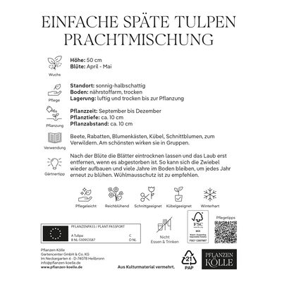 Einfache späte Tulpen Prachtmischung, 20 Blumenzwiebeln