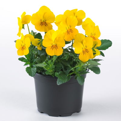 Hornveilchen XL, gelb, Topf-Ø 12cm, 6 Pflanzen