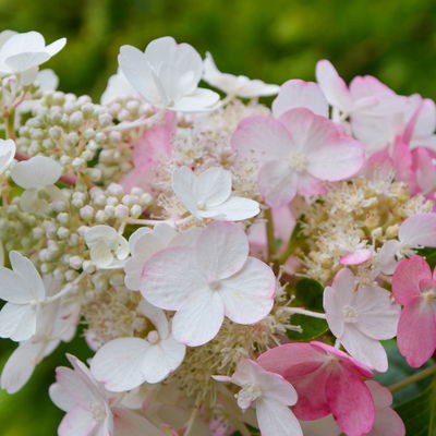 Rispenhortensie 'Pinky Winky'® DVP PinkyⓈ, Höhe ca. 30-40 cm, Topf 5 Liter Rispenhortensie 'Pinky Winky'® DVP PinkyⓈ, Höhe ca. 30-40 cm, Topf 5 Liter