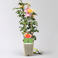 Duftende Edelrose 'Capri'®, orange-aprikot, Topf 5 Liter