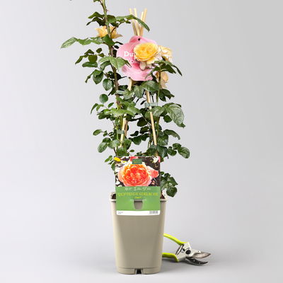 Duftende Edelrose 'Capri'®, orange-aprikot, Topf 5 Liter, 4 Pflanzen