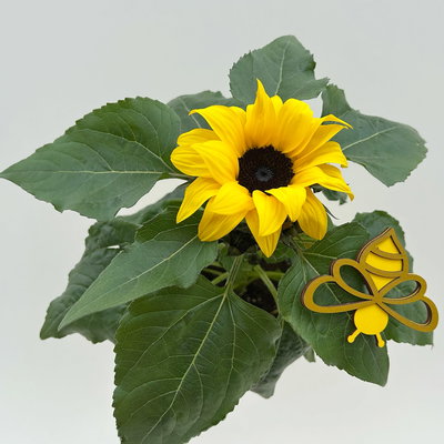 Sonnenblume, Topf-Ø 13 cm, in Zinkübertopf inkl. Stecker, 3 Pflanzen