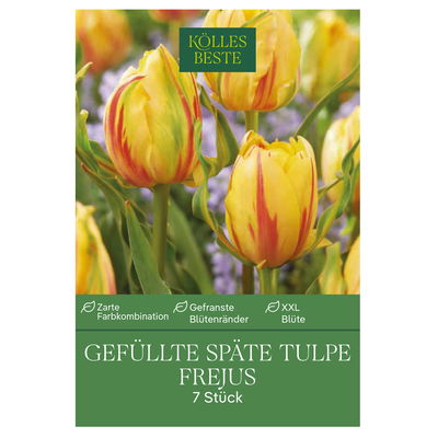 gefüllte Tulpen 'Frejus', rot, gelb, Größe 11/12, 7 Blumenzwiebeln