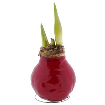 Amaryllis in Wachs XL, Dekor 'Superior Red', Blüte rot Amaryllis in Wachs XL, Dekor 'Superior Red', Blüte rot