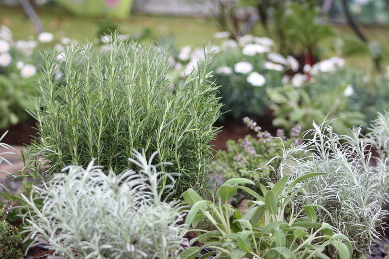 Team Salbei ist unsere GardenQueen PflanzenKölle