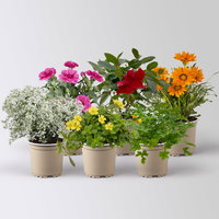 Pflanzenkreation 'Sonnenkünstler', 6 Pflanzen